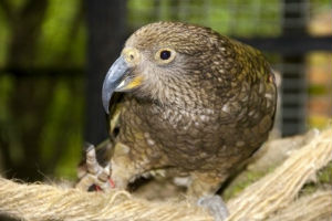 kea