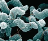 campylobacter
