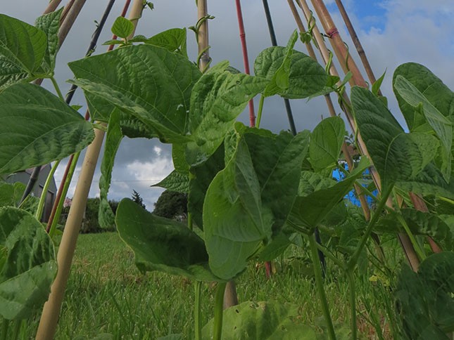 Grow a bean tee-pee