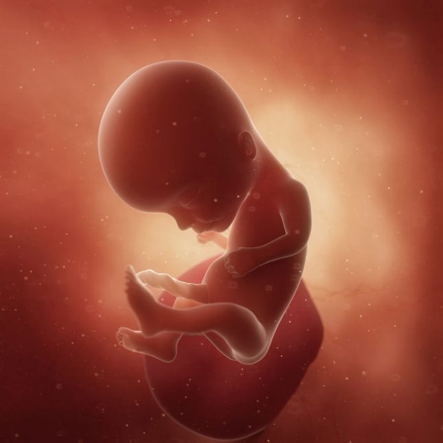 14 Weeks Pregnant