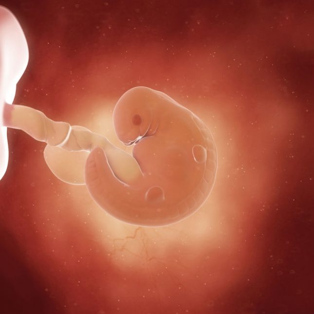 6 Weeks Pregnant